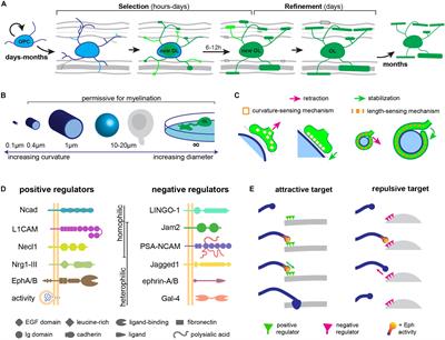 The Rules of Attraction in Central Nervous System Myelination